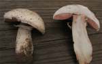 Feinschuppiger Egerling-Agaricus squamulifer