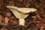 Riesenkrempenritterling-Leucopaxillus giganteus