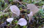 Dottergelber Spateling-Arrhenia spathulata