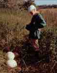 Riesen-Staeubling-Calvatia gigantea