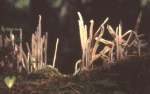 Purpurfarbige Keule-Alloclavaria purpurea