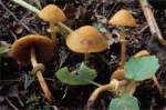 Runzeliger Glockenschüppling-Conocybe filaris