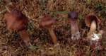 Weinbrauner Wasserkopf-Cortinarius badiovinaceus