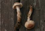:-Cortinarius disjungendus