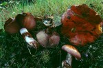 :-Cortinarius ionodactylus