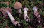 :-Cortinarius poppyzon