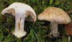 :-Cortinarius subhygrophanus