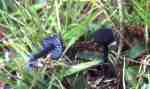 Blaublättriger Zärtling-Entoloma chalybeum var. chalybeum