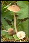 Löwenfarbiger Rötling-Entoloma leochromus