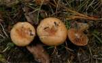 Dunkelbrauner Fälbling-Hebeloma vaccinum