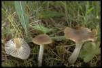 Dattelbrauner Ellerling-Hygrocybe colemanniana