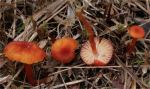 Kerbrandiger Orangesaftling-Hygrocybe marchii