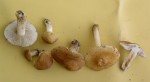 Kurzstieliger Risspilz-Inocybe langei