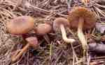 Bereiftknolliger Risspilz-Inocybe tjallingiorum