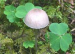 Voreilender Helmling-Mycena abramsii