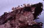 Hornpilz-Onygena equina