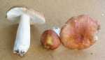 Ziegelroter Täubling-Russula velenovskyi