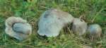 : Schuppenwulstling-Tricholoma sciodes var.bresadolianum