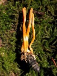 Orangegelbe Puppenkernkeule-Cordyceps militaris