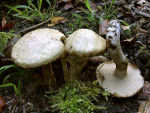 Grauer Lärchenröhrling-Suillus viscidus