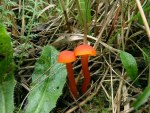 Mennigroter Saftling-Hygrocybe miniata