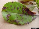:-Diplocarpon mespili