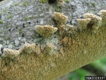 Milchweisser Eggenpilz-Irpex lacteus