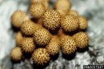 Bleicher Schüppling-Pholiota squarrosoides