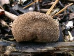 Stinkender Stäubling-Lycoperdon foetidum