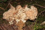 Krause Glucke-Sparassis crispa