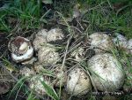 Kompostegerling-Agaricus vaporarius