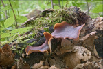 :-Royoporus badius