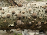 Rotbraune Kohlenbeere-Annulohypoxylon fuscum