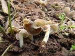 Sattelförmige Lorchel-Helvella ephippium