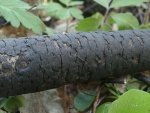 Flächiges Eckenscheibchen-Diatrype stigma