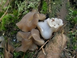 Gallertstacheling-Pseudohydnum gelatinosum