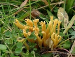 Geweihförmige Wiesenkeule-Clavulinopsis corniculata