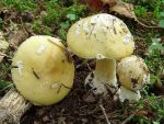Narzissengelber Wulstling-Amanita gemmata