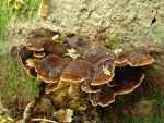 Schwarzgebänderter Harzporling-Ischnoderma benzoinum