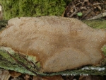 Polsterförmiger Feuerschwamm-Phellinus punctatus