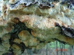 Krustenförmiger Stachelbart-Sarcodontia crocea