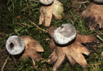 Kragen-Erdstern-Geastrum striatum