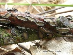 Eingesenkter Eichenrindenpilz-Colpoma quercinum