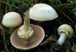 Karbolchampignon-Agaricus xanthodermus