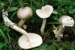 Ockergrauer Scheidenstreifling-Amanita lividopallescens