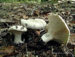 Grosser Mehlräsling-Clitopilus prunulus