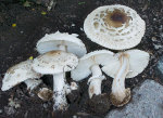 Safran-Riesenschirmpilz-Chlorophyllum rhacodes
