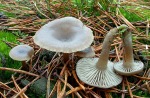 Geriefter Mehltrichterling-Clitocybe vibecina