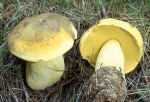 Falscher Schwefelröhrling-Boletus pseudosulphureus