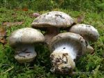 Rundsporiger Klumpfuss-Cortinarius caesiocortinatus